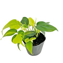 楽天市場】観葉 植物 オキシカルジュームの通販