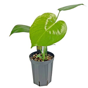 ���i�o�� UJ �����X�e�� �f���V�I�[�T �f�r�������X�^�[ (DEV1) 4�� Urban Jungle Monstera deliciosa Devil monster �� ���A �ϗt�A��