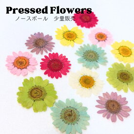 【メール便】ノースポール 押し花 少量 花材 レジン ネイル レジン封入 サシェ アロマワックス 材料 封入 素材 花素材 パーツ アクセサリ ハンドメイド 便利 小分け