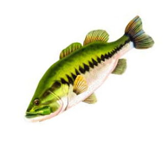 Backlash Giant Fish Pillow Pillow Jayantfishpyrro Rakuten
