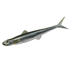 yS9FzGo[O[@XgG[X@110F@EVERGREEN@Last Ace@