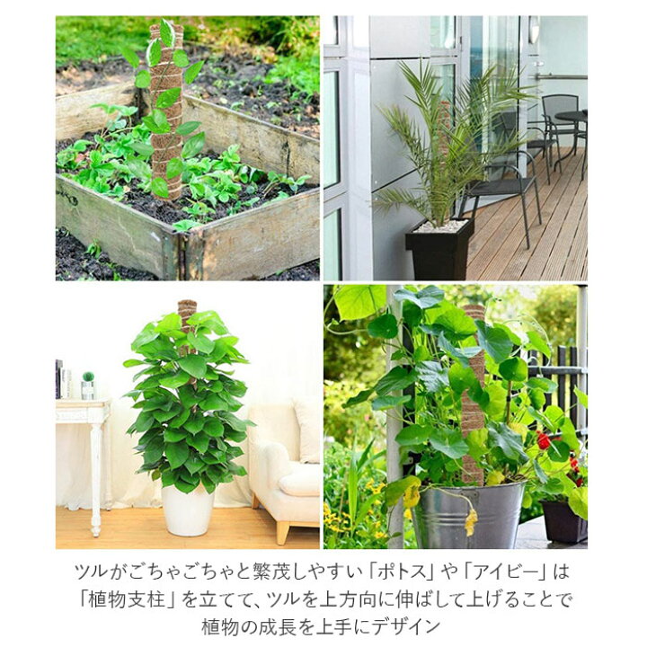 楽天市場 支柱 園芸 3サイズ 通販 鉢植え おしゃれ 植物支柱 観葉植物 ガーデニング ココナッツ支柱 モンステラ 添え木 つる性 ココナッツパームスティック スティック 園芸用品 30cm 40cm 50cm 雑貨 インテリア Backyard Family ママタウン