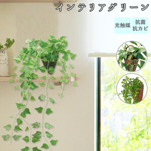 観葉植物 アイビー ハンギングの人気商品 通販 価格比較 価格 Com