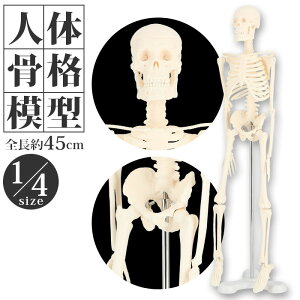 l̖͌^ ʔ l̍i͌^ i͌^ l̍iW{ iW{ Sgi [ u 45cm 1/4 ͌^ l̃f ғ  p  nEB  KCRc CeA