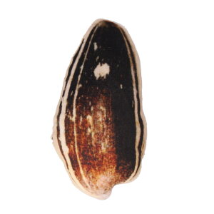 猫 またたび おもちゃ 通販 猫用 玩具 ネコ ねこ 遊ぶ オモチャ ペットトイ ぬいぐるみ 一人遊び マタタビ ひとり 遊び おしゃれ 丈夫 人形 かわいい 可愛い ペット用品 ペットグッズ 雑貨 に