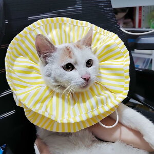 GUxXJ[L ʔ GUxX J[   D rߖh~ TCY pPA ɂȂ _炩 ȒP  ی p p z \tg y y wXPA 킢