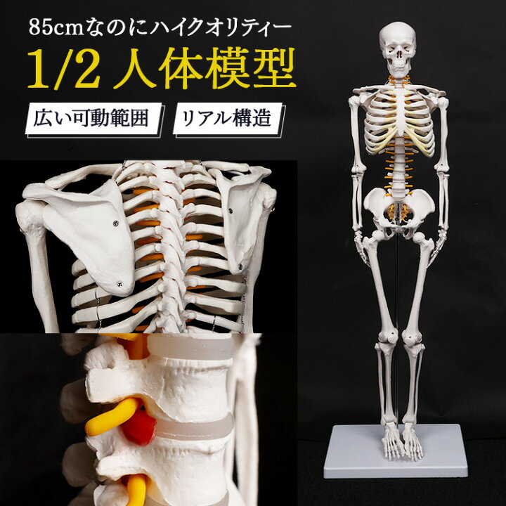 楽天市場】【1年保証】人体模型 デッサン ミニ 1/2モデル 約85cm 