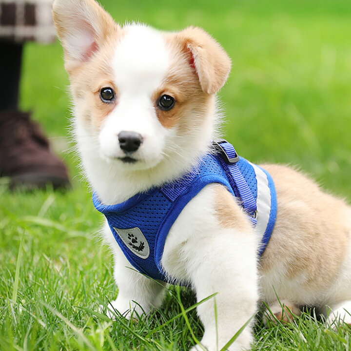 クーポン利用で10 Off 犬 小型犬 超小型犬 かわいい 抜けない 猫 ウェア セット ペット ハーネス リード 可愛い おしゃれ 中型犬 秋 春 冬 胴輪 夏