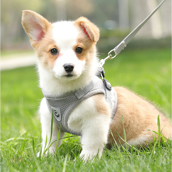 クーポン利用で10 Off 犬 秋 リード 中型犬 可愛い ペット セット 抜けない 猫 冬 夏 春 小型犬 かわいい 胴輪 ハーネス ウェア おしゃれ 超小型犬