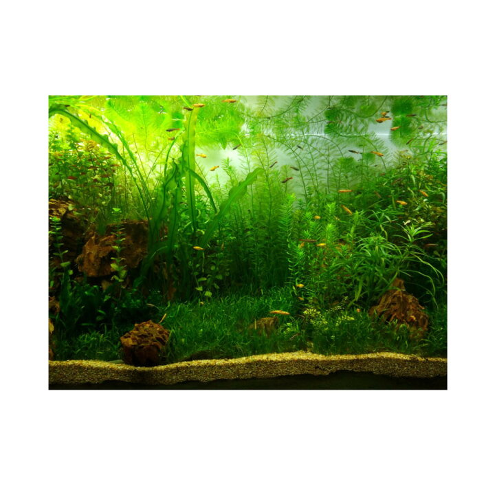 楽天市場 送料無料 水中ポスター 水草 魚タンク 水族館 水槽タンク 装飾ステッカー 自己接着設計 Pvc製 Pvc接着剤 水草背景 ポスター背景装飾紙 水中バックグラウンド 61 30cm Baibaiyishop