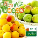 青梅・完熟梅　紀州南高梅　2kg～　熟度・量・粒サイズが選べる　送料無料(一部別途) 梅シロップ　梅ジュース　梅酒　…