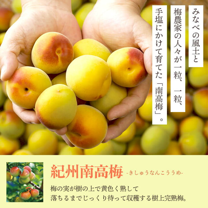 楽天市場 贈り物に最適 どでか梅 スイートはちみつ 6粒 塩分5 はちみつ漬け プレゼント はちみつ梅 梅干し 大きい 梅 梅干 高級梅干し ギフト 梅干し 個包装 南高梅 超大粒 紀州南高梅 紀州南高梅干の梅翁園