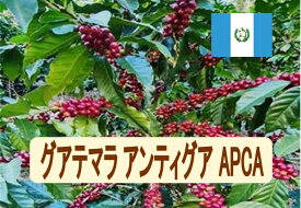 グアテマラ アンティグアAPCA 100g-500g 珈琲 Coffee コーヒー豆