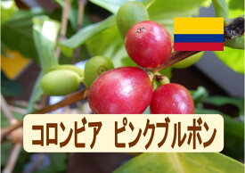 コロンビア ピンクブルボン 100g-500g 珈琲 Coffee コーヒー豆