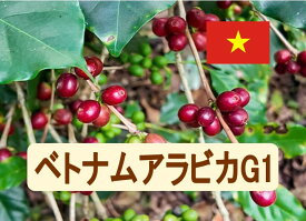 ベトナムアラビカG1 100g-500g 珈琲 Coffee コーヒー豆