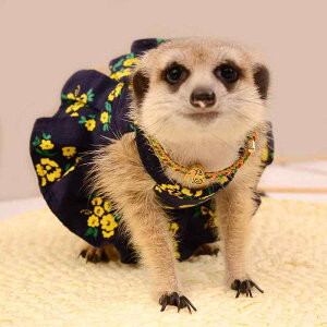 ybgEFA pi U [h Xgbv ANZT[  F ~[ALbg X 킢 XJ[g xXg  t[