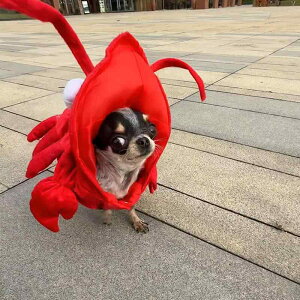 ybgEFA hbOEFA  ߑ ptH[}X t@bV JWA RXv 