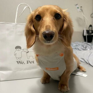 ybgEFA hbOEFA  ߑ ptH[}X t@bV JWA RXv 