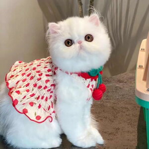 ybgEFA  킢 t@bV  L m ߑ t  xXg TXy_[ XJ[g efBxA vZX