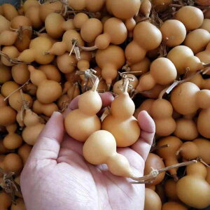 ؐߋ kG CeA u  zr[  zr[ Yn   Ђ傤 ʉ y_g i 莝 i  P