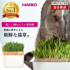 猫草 栽培 セット にゃんベジ セット 猫草栽培 ねこ草 おしゃれ 毛玉ケア 磁器 鉢付き 初心者 簡単 室内栽培 HARIO