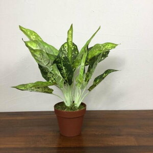 yCeAG  oz AWAG CeA o  ϗtA fBtFoLA A tFCNO[ AWA  CeA CeAO[ oG [ss24