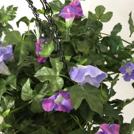 楽天市場 おしゃれ 種類 植物 アサガオ 花 ガーデン Diy の通販