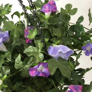 yCeAG  oz AWAG CeA o ϗtA  Morning glory  tFCNO[ ݂艺 nMO CeAO[ Ǌ|  IV 