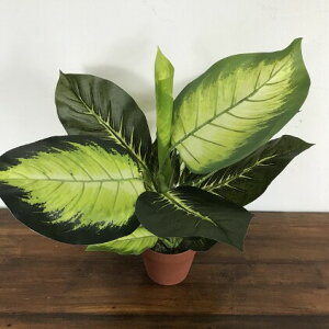 yCeAG  oz AWAG CeA o ϗtA  fBtFoLA B H60cm tFCNO[ lH AWA  CeA CeAO[ o