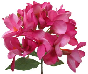 tWpjivAjsN t[ CeA ][g  킢  tFCNt[ 썑 nCA oG AWAeCXg yoEAWAG݃op