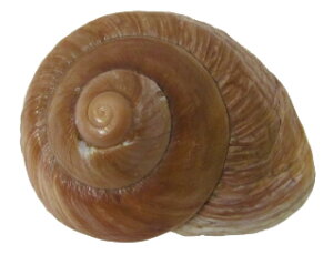 ̓̊LXpCVFuEyoEAWAG݃op_CXz