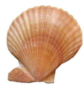 ̓̃VF2LqIEMLMi1jIWԌnyoEAWAG݃op_CXz