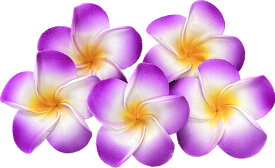 バリ製7cmスポンジフランジパニB級5個セット　紫【バリ・アジアン雑貨バリパラダイス】