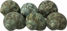 南の島の巻貝　グリーンシェルSサイズ6個セット【バリ・アジアン雑貨バリパラダイス】