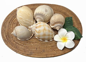 AEgbgz󂠂iEj̓̃VF@JRLL~TCY5pbNyoEAWAG݃op_CXz