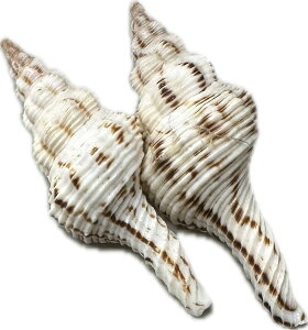 ̓̃VFCg}L{STCY2ZbgyoEAWAG݃op_CXz