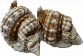 南の島の巻貝　シマイボボラSMサイズ（4~5.5cm）2個セット【バリ・アジアン雑貨バリパラダイス】