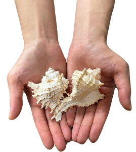 yAEgbgz󂠂@̓̊L@eOLyoEAWAG݃op_CXz