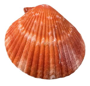 yAEgbgz̓̃VF2LqIEMLMIWԌnyoEAWAG݃op_CXz