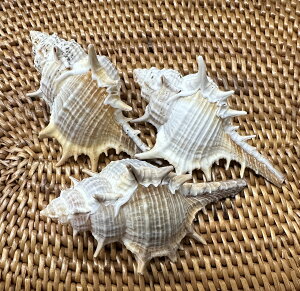 yAEgbgz̓̊LzlKCMLTCY×3`4ZbgyoEAWAG݃op_CXz