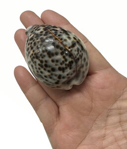 o̊L@qE_J@|bVyoEAWAG݃op_CXz