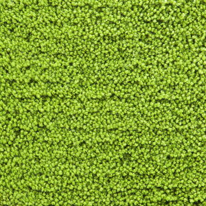 ���O �}�b�g 140cm×200cm ���[�t�O���[�� �x�[�V�b�N�E�[�� Basic Wool TNF26005���{�� �I�[�_�[�\���i ���O�J�[�y�b�g