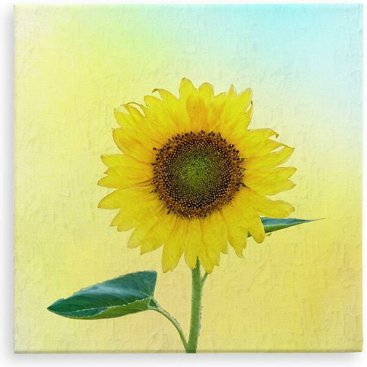 楽天市場 キャンバスアート cm cm ミニサイズ ひまわり 絵画 アート 送料無料 アートパネル キャンバス 花言葉 子供 部屋 玄関 リビング 新築祝い 女性 プレゼント cm cm ハッピー雑貨専門店happymarche 楽天市場 キャンバスアート cm cm ミニサイズ ひまわり 絵画 アート 送料無料 アートパネル キャンバス 花言葉 子供 部屋 玄関 リビング 新築祝い 女性 プレゼント cm cm ハッピー雑貨専門店happymarche