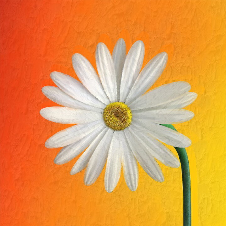 楽天市場】＜ キャンバスアート 20cm×20cm ミニサイズ マーガレット 