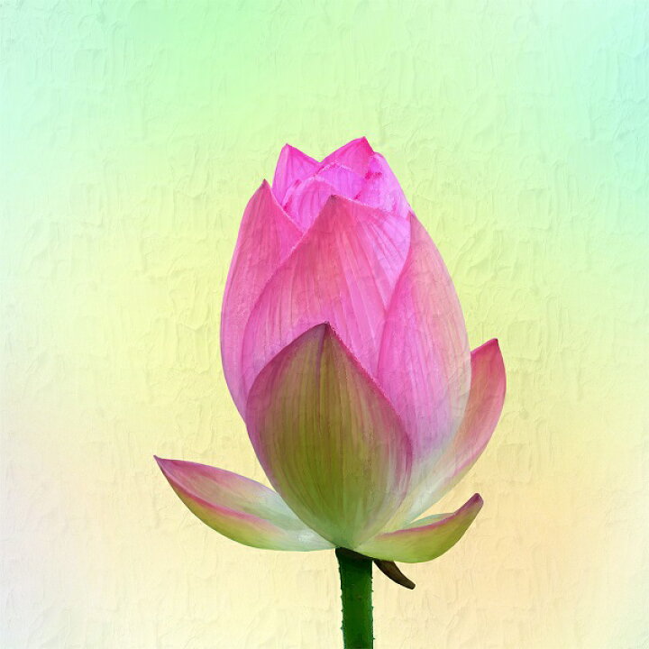 楽天市場 キャンバスアート 30cm 30cm 睡蓮 ロータス 睡蓮 信頼 絵画 アート 送料無料 キャンバス パネル アート パネルキャンバス 花言葉 子供 部屋 玄関 リビング 新築祝い 女性 プレゼント 30cm 30cm ハッピー雑貨専門店happymarche