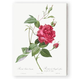 ピエール ジョセフ ルドゥーテ ＜ Les Roses ＞ バラ図鑑 薔薇 絵画 キャンバスアート ボタニカルアート F4 ファブリックパネル インテリア