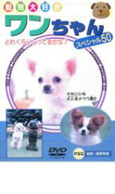 ワンちゃん スペシャル50【趣味、実用 中古 DVD】メール便可 ケース無::