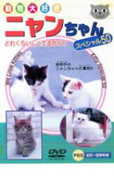 ニャンちゃん スペシャル50【趣味、実用 中古 DVD】メール便可 ケース無::