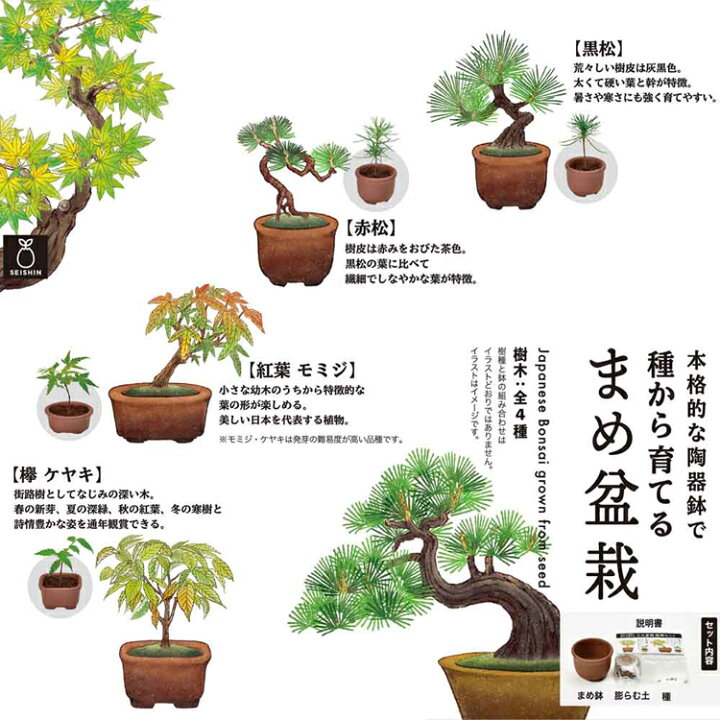 楽天市場】ミニ盆栽 もみじ 黒松 ケヤキ 赤松 手のひらサイズ ランダム 