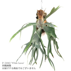 (i) rJNV_ I zCgo[ (TC) (No.40973) (RE ϗtA  CeA ݂艺 Ǌ| ~j ^ ^  z EBL[ × fBo[VtHE OMO White 